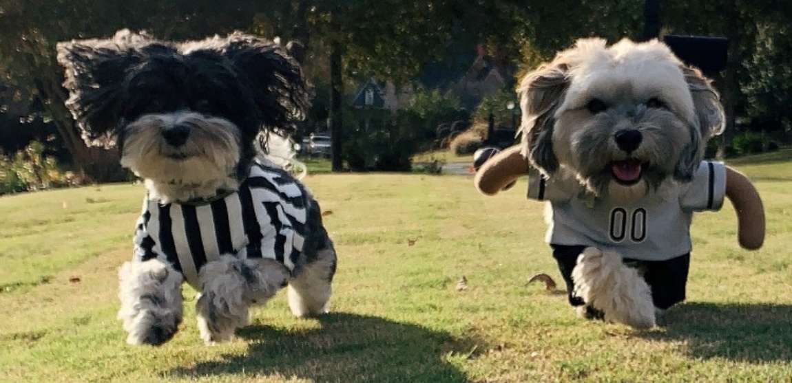 ppy Halloween from the mascots of Budget Blinds of Kennesaw,Acworth and Dallas